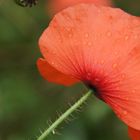 Mohn