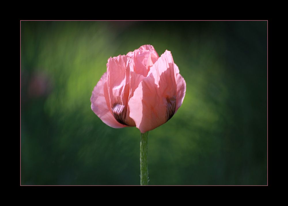 Mohn * *