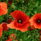 Mohn