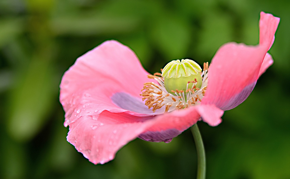 Mohn