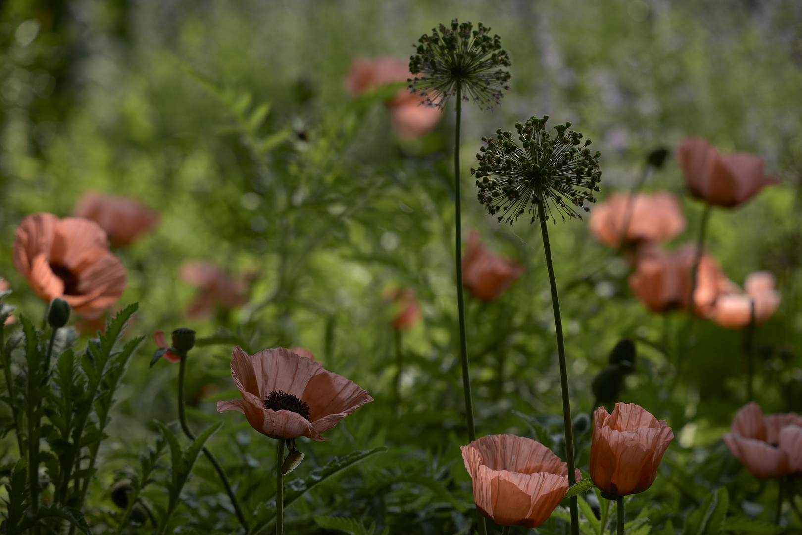 Mohn