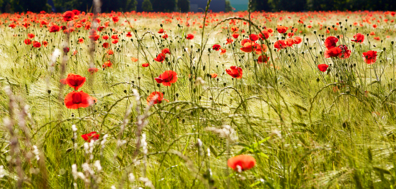 Mohn