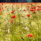 Mohn