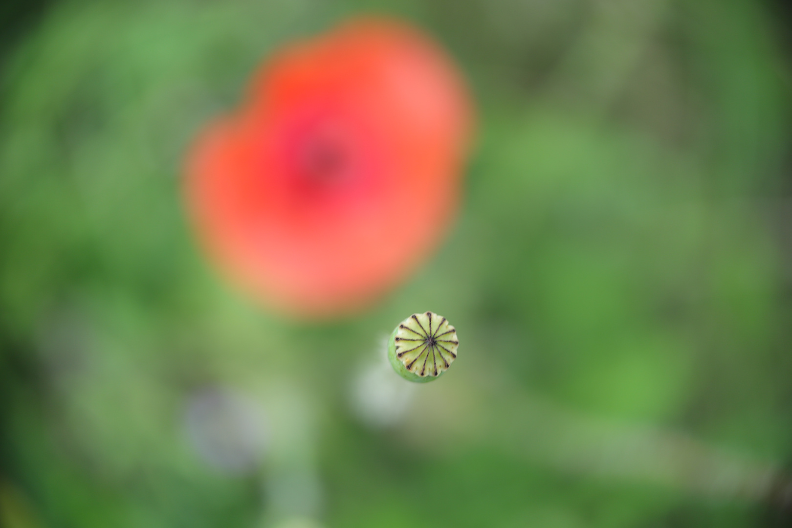 +++ Mohn +++