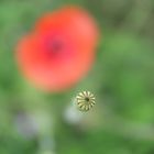 +++ Mohn +++