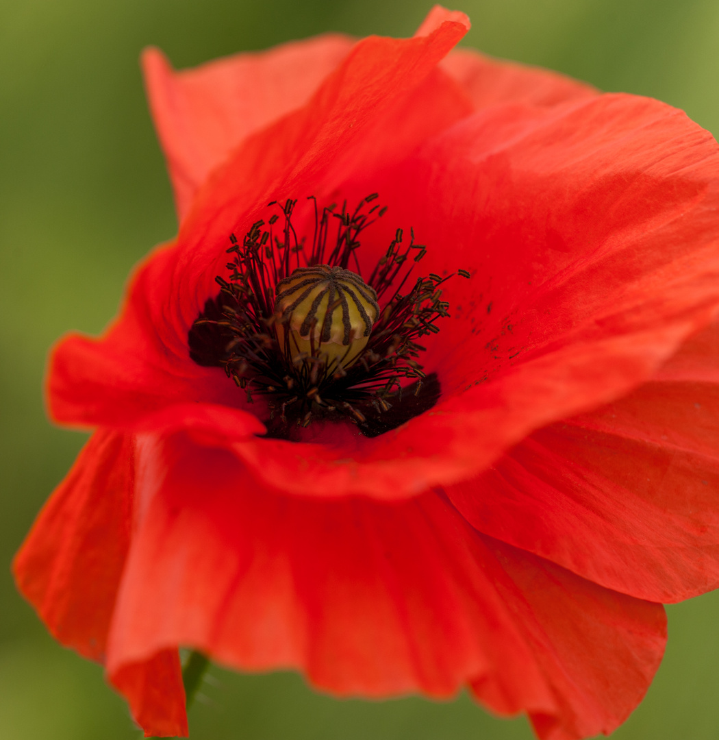 Mohn