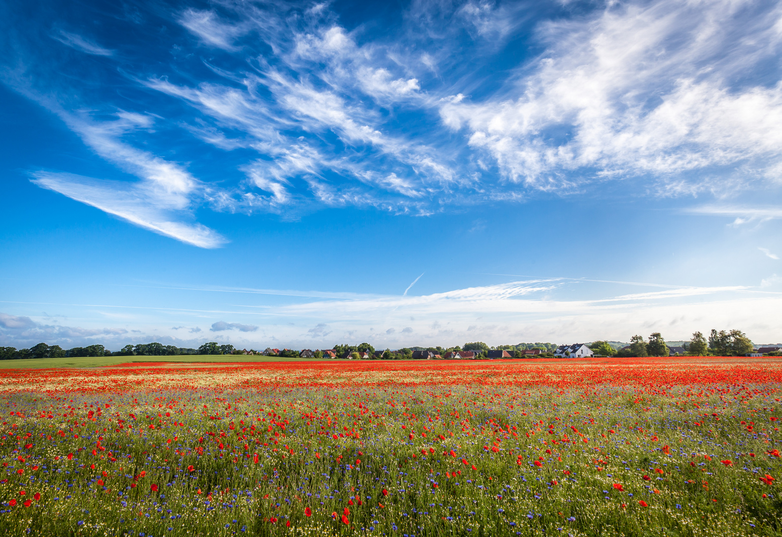 Mohn