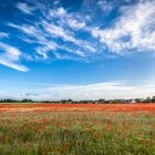 Mohn