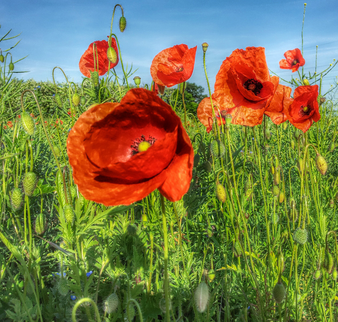 mohn #5