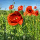 mohn #5