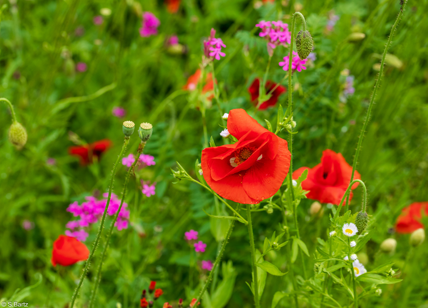 Mohn (5)