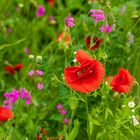 Mohn (5)