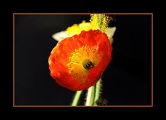 Mohn 5