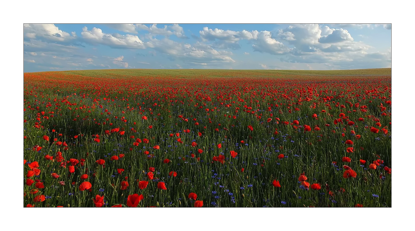 Mohn 5