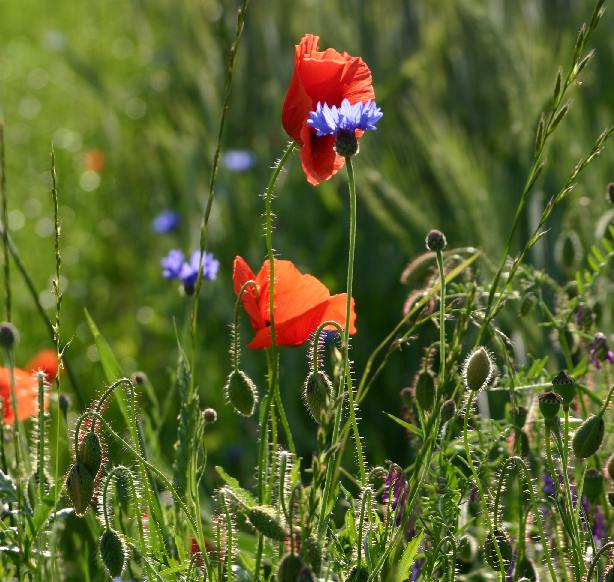 Mohn 5