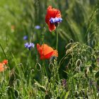 Mohn 5