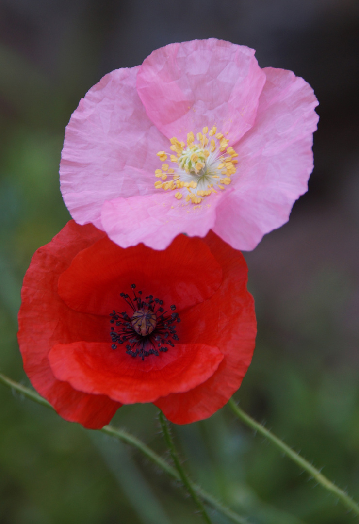 Mohn 5