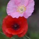 Mohn 5