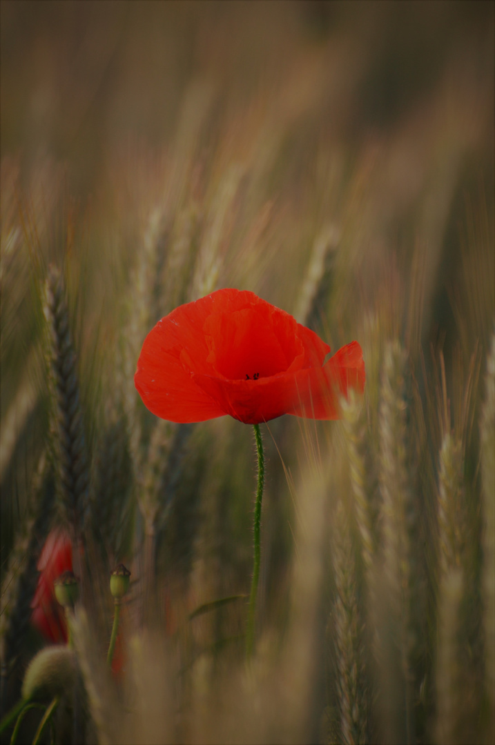 Mohn 5