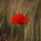 Mohn 5