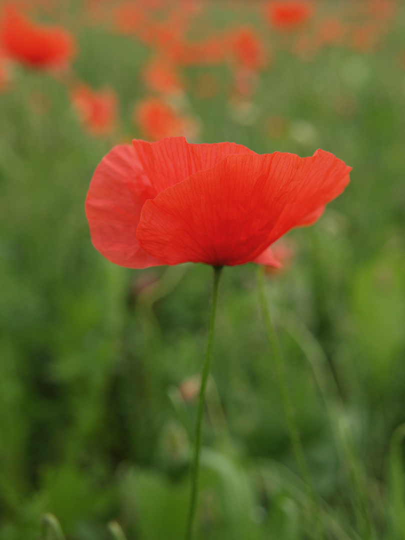 Mohn #5