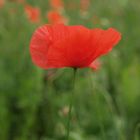 Mohn #5