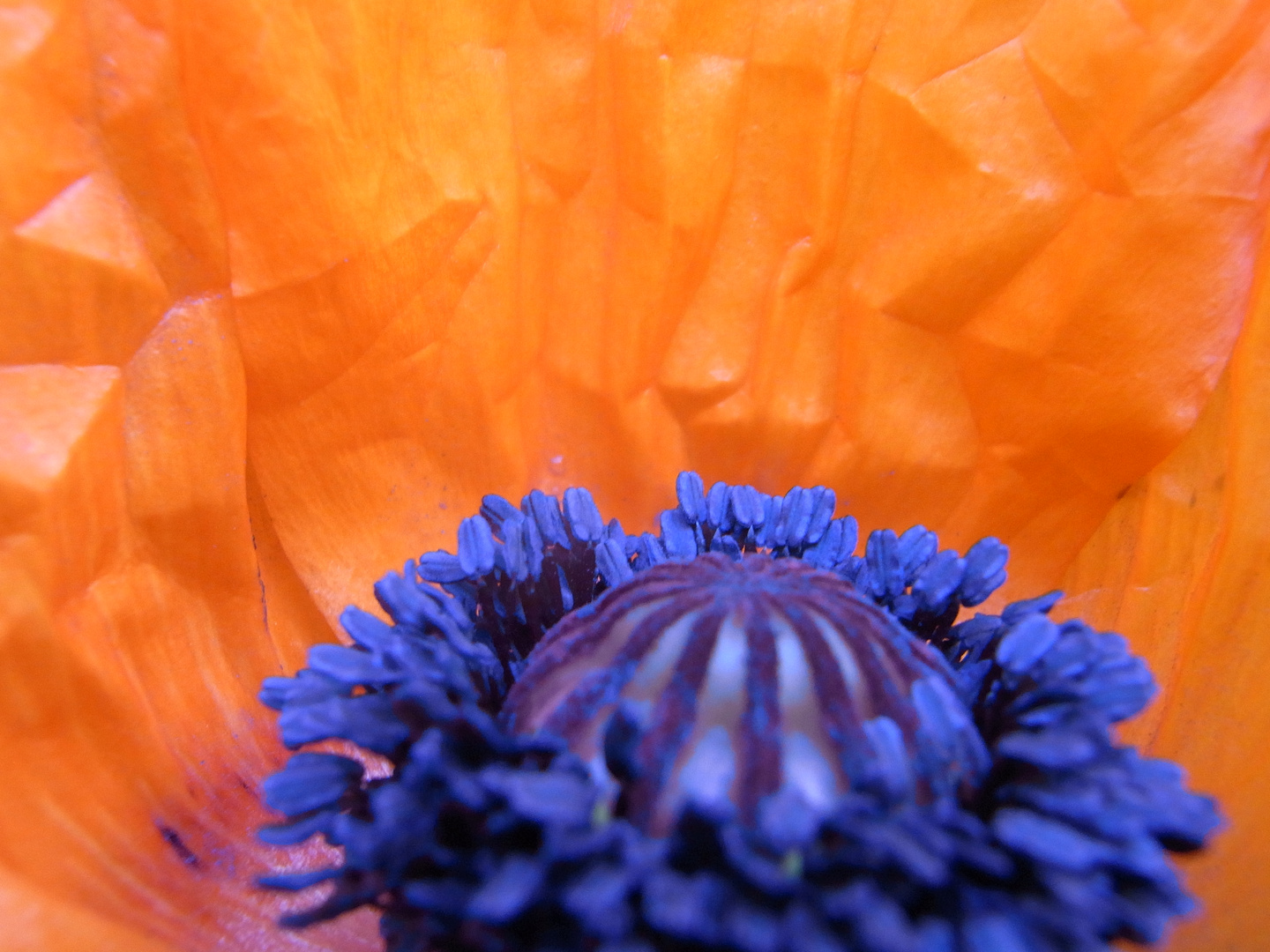 Mohn 5