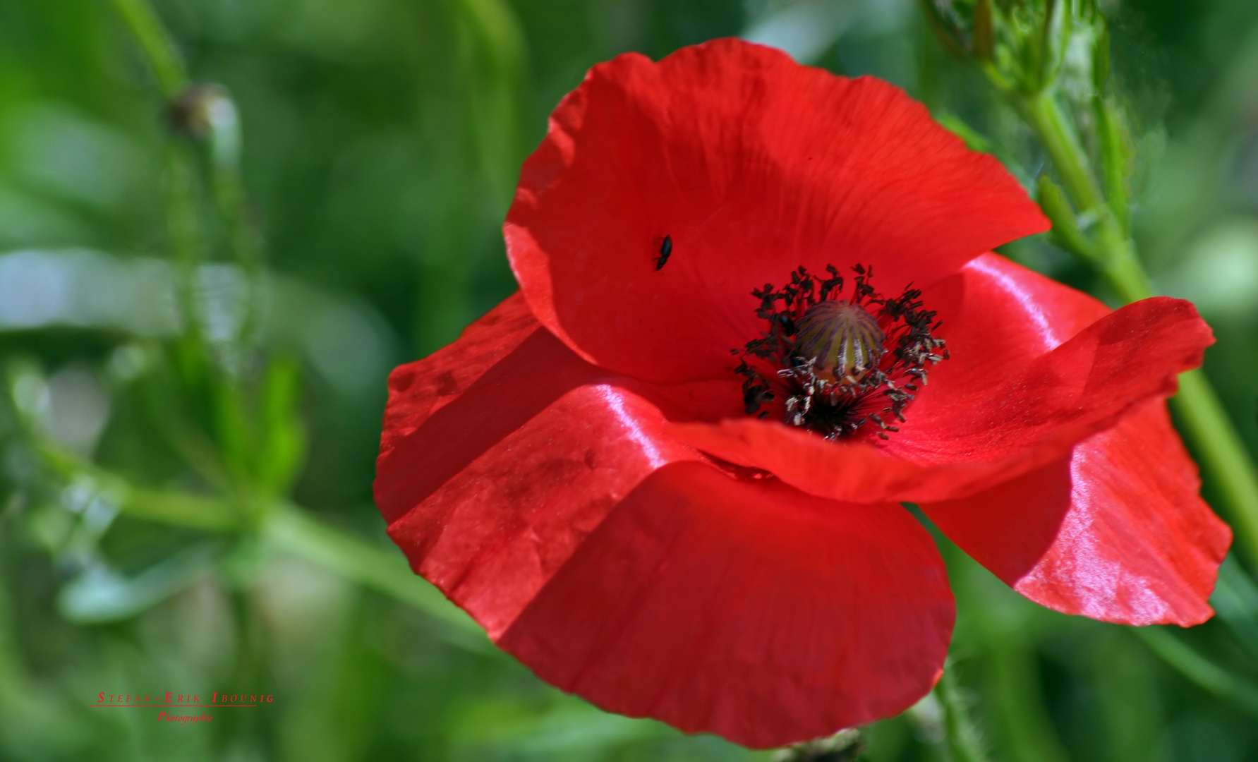 "Mohn 5"