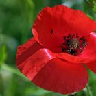 "Mohn 5"