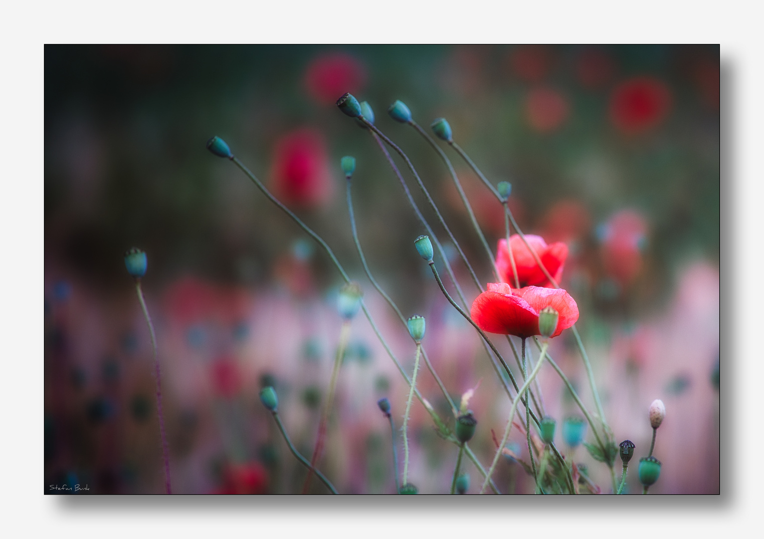 MOHN #5