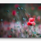 MOHN #5