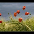 Mohn 5