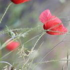 Mohn ++