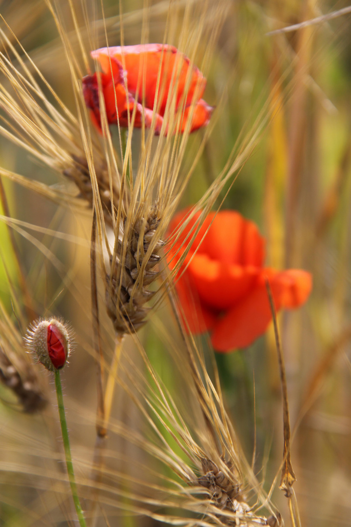 Mohn