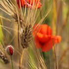 Mohn