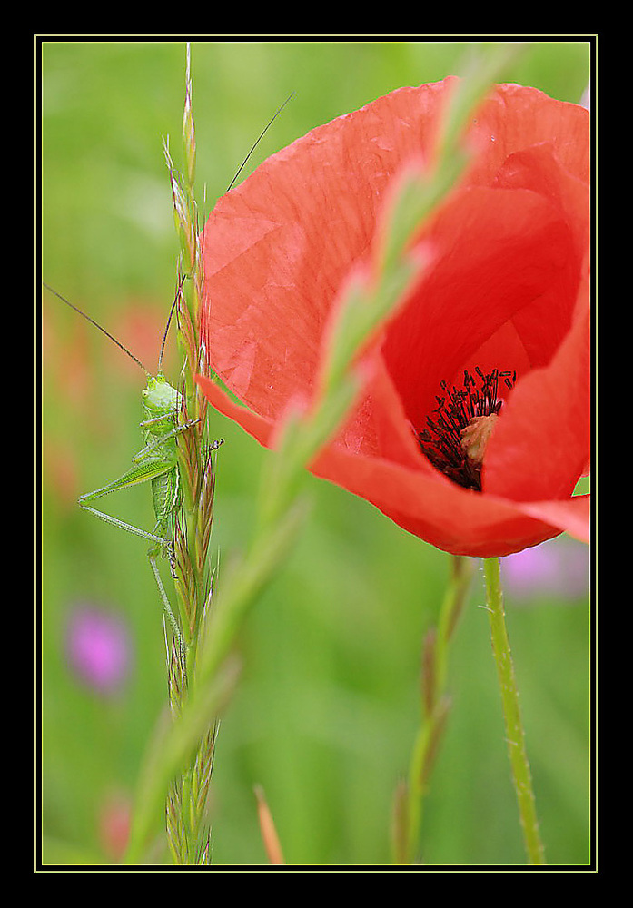 Mohn