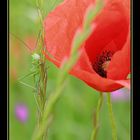 Mohn