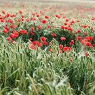 Mohn