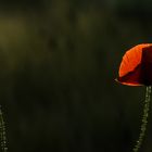 Mohn