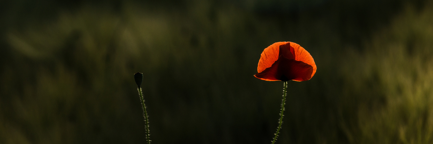 Mohn