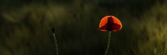 Mohn