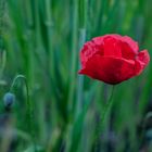 Mohn: