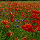 Mohn