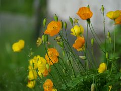 Mohn