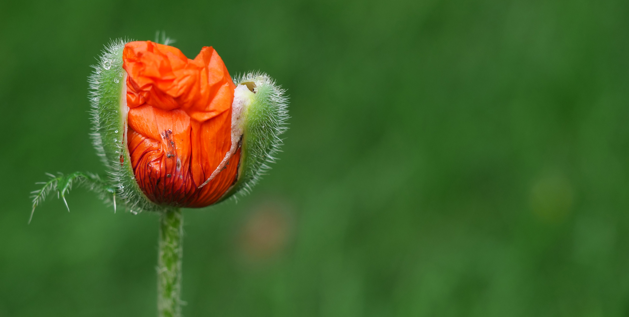 Mohn,