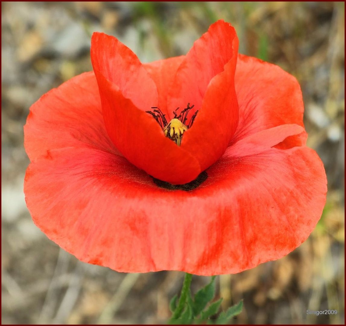 Mohn