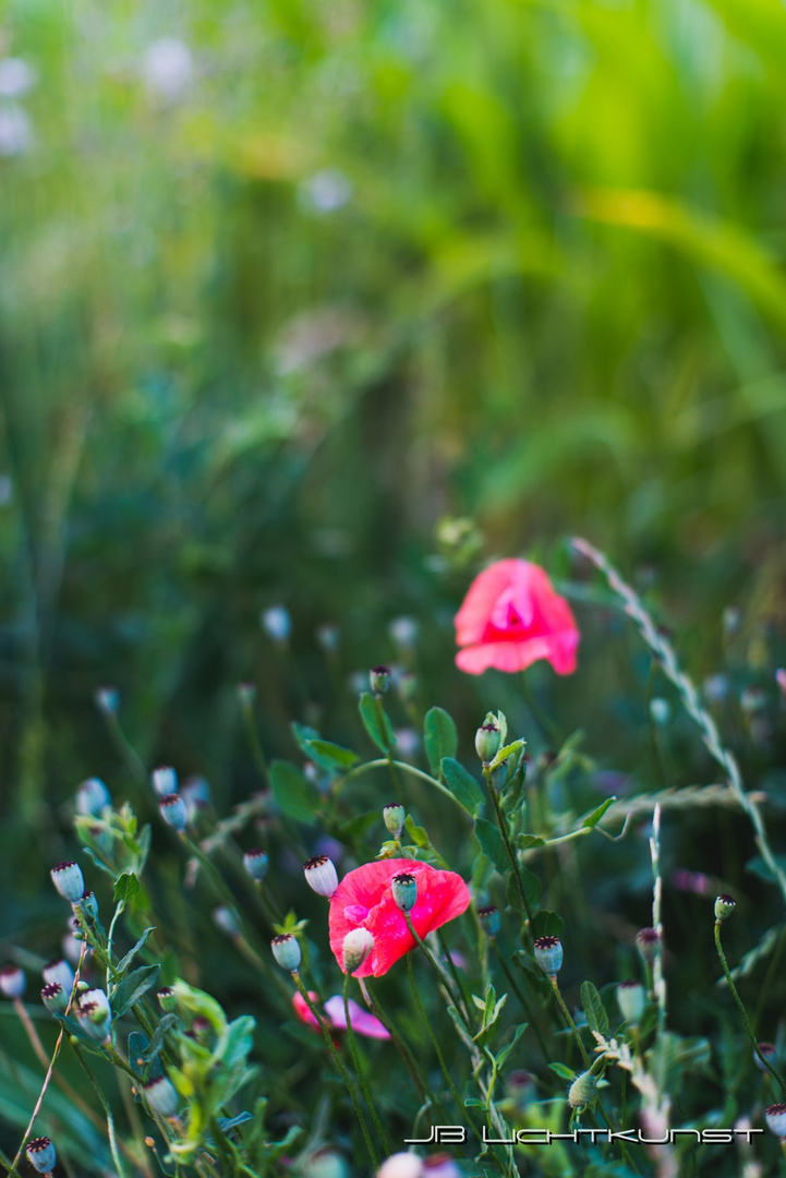 Mohn (50mm 1,2)