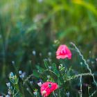 Mohn (50mm 1,2)