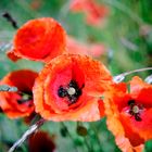 Mohn