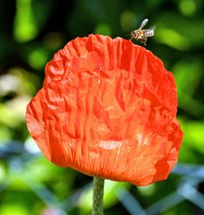 Mohn